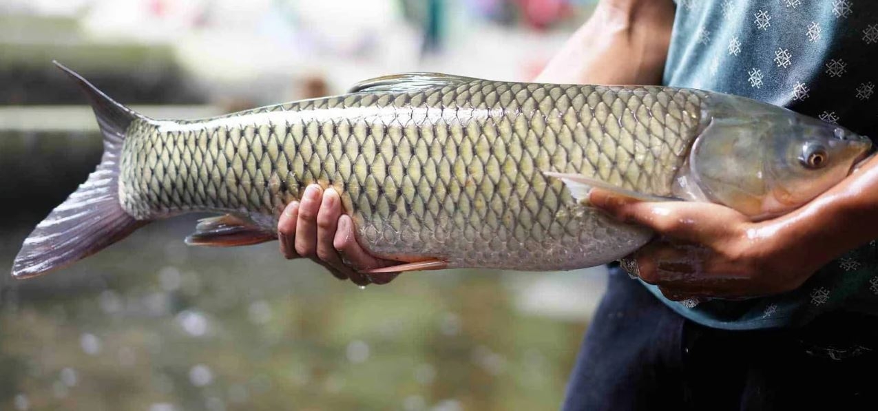 Cá trắm cỏ 02