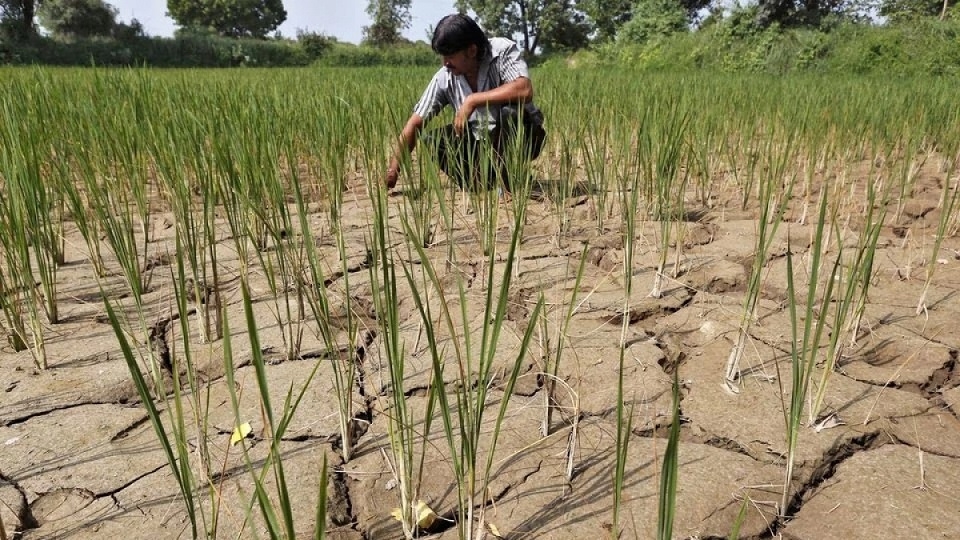 El Nino gây ra hiện tượng khô hạn ảnh hưởng xấu đến nông nghiệp