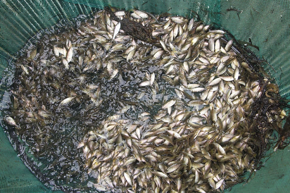 Mắm cá rò 1