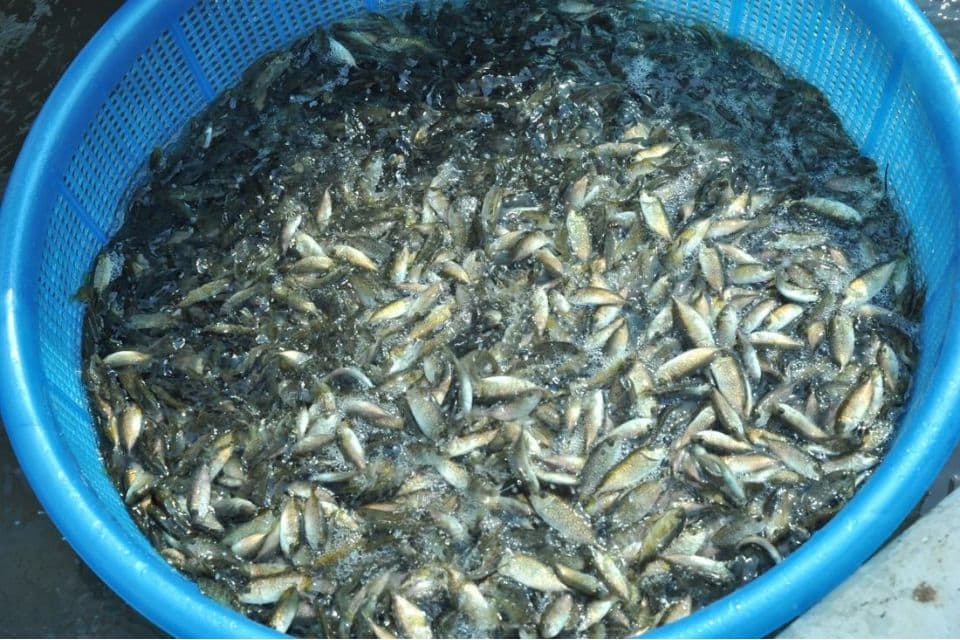 Mắm cá rò 4