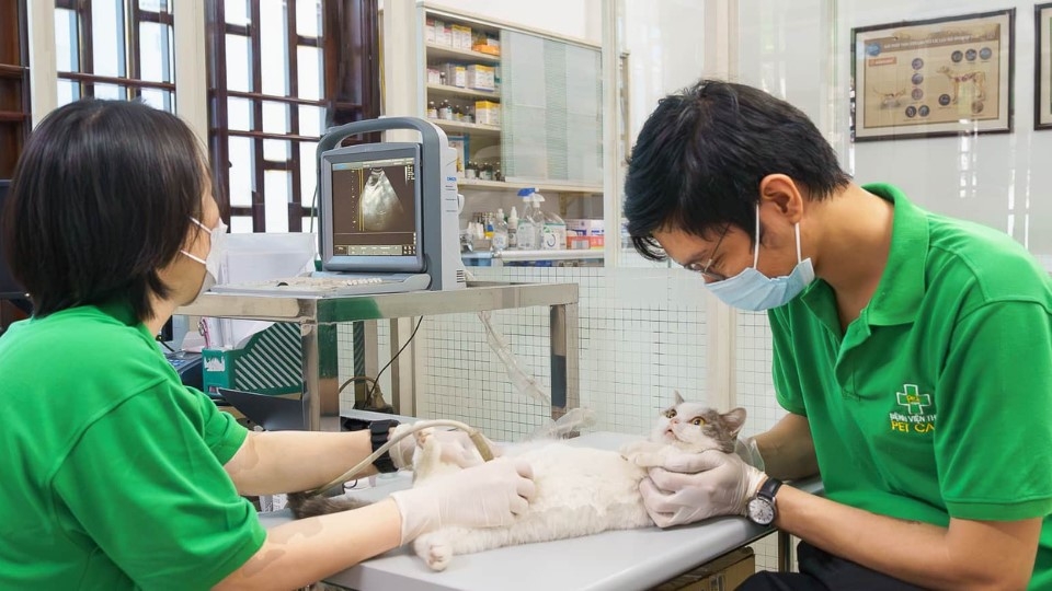 Thêm vào đó để đảm bảo sức khỏe cho cả người nuôi và thú cưng thì Petcare còn có dịch vụ tiêm phòng, tiêm chủng theo định kỳ.