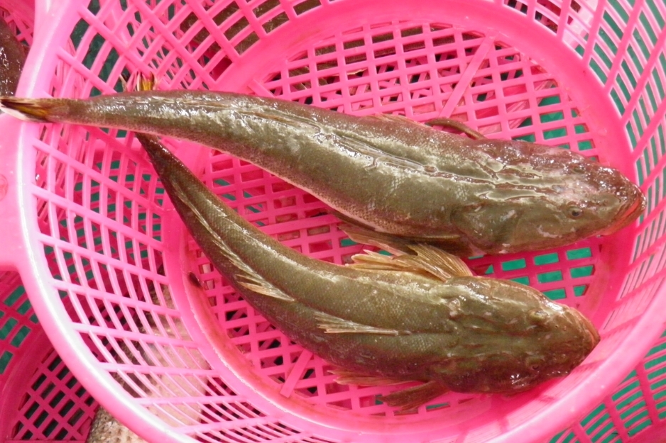 Cá chai bao nhiêu tiền 1kg?