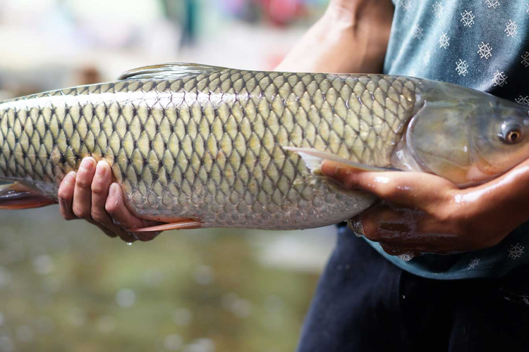 cá trắm kho riềng 2