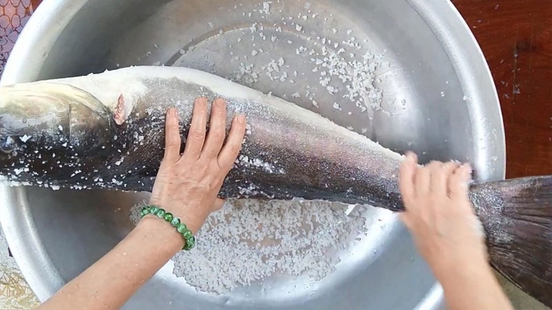Cá bớp hình 3