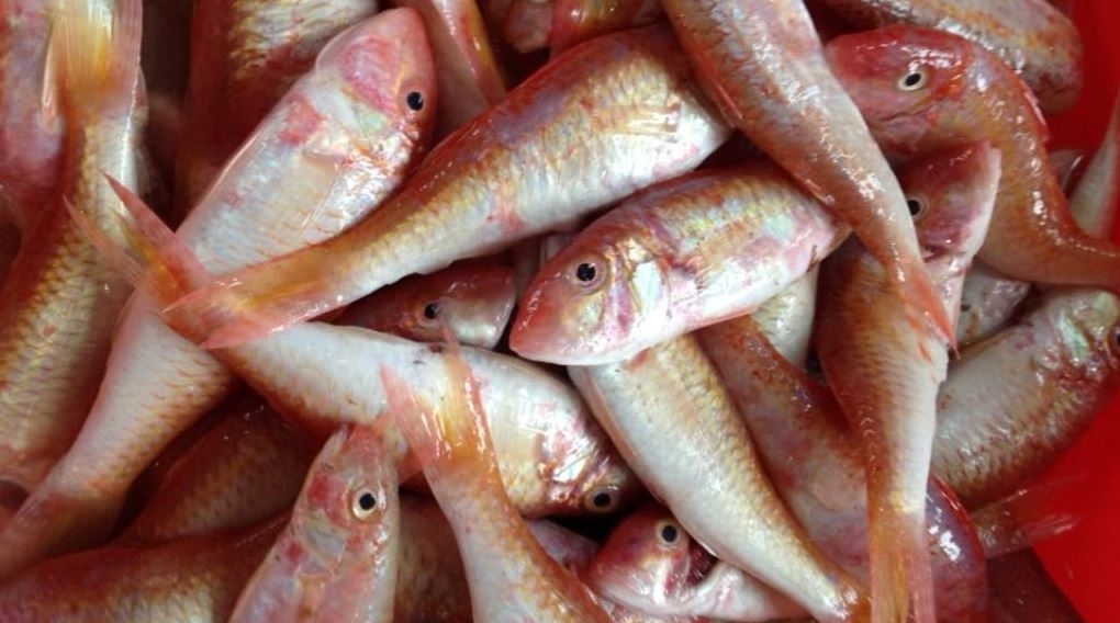 Cá phèn tốt cho bà bầu