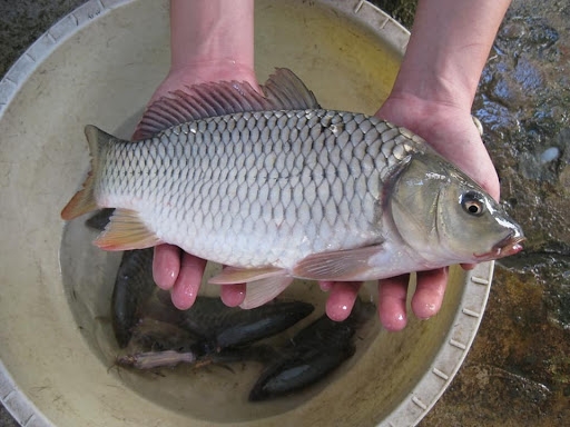 cá chép giòn 2