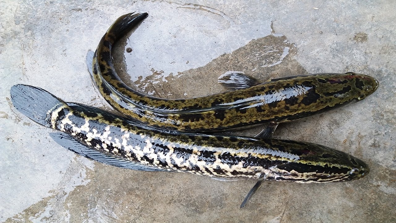 cá chuối 1