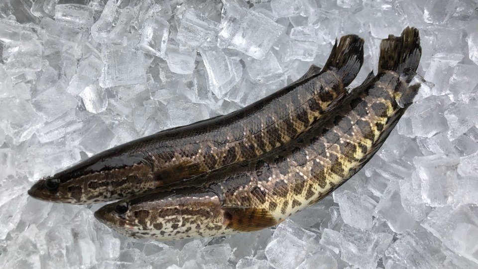 cá chuối 2