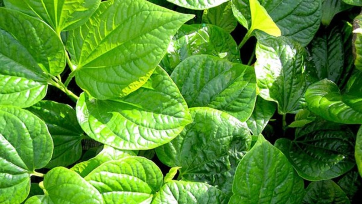 cá bống chiên lá lốt 6