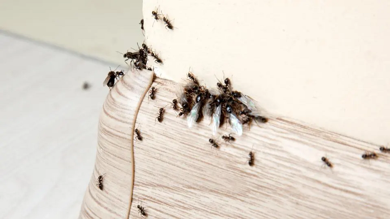 cách đuổi kiến cánh 2