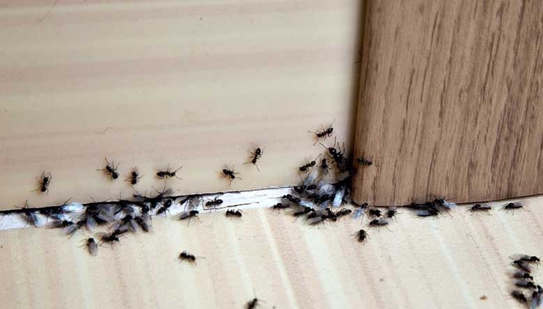 cách đuổi kiến cánh 3