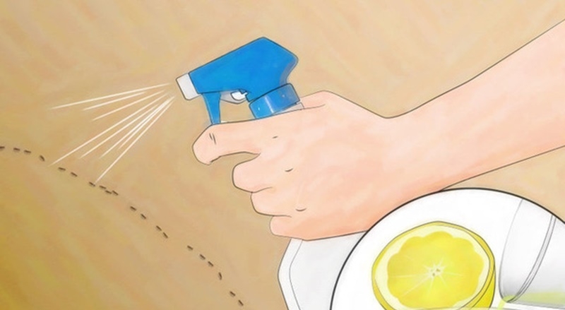 cách đuổi kiến cánh 4