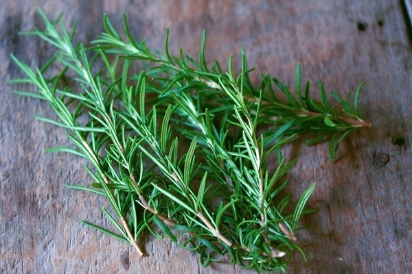 Cây hương thảo đuổi muỗi - 3
