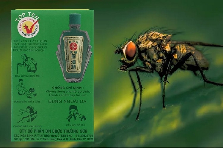 cách đuổi ruồi bằng dầu gió
