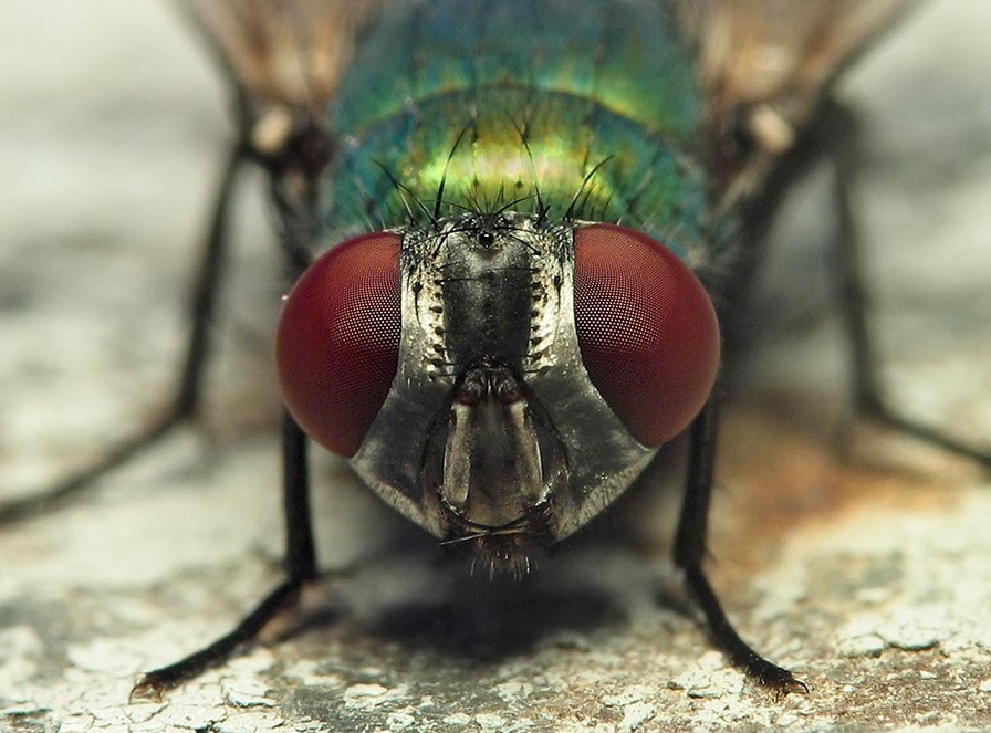 đuổi ruồi bằng dầu gió 5