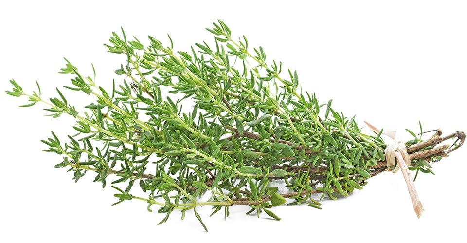 Cách diệt kiến ba khoang hiệu quả - Ảnh 03