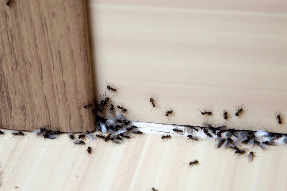 Cách diệt kiến vĩnh viễn - Ảnh 01