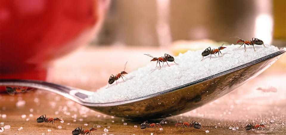 Cách diệt kiến vĩnh viễn - Ảnh 11