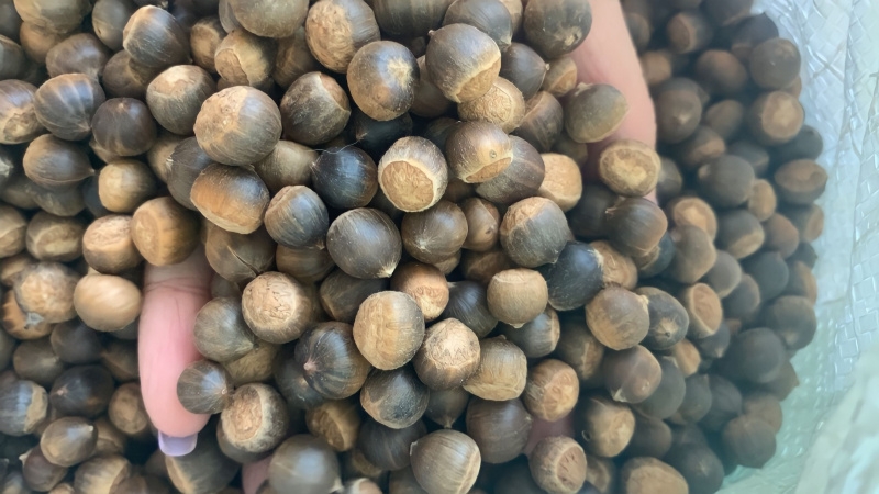 cách rang hạt dẻ nhỏ 1