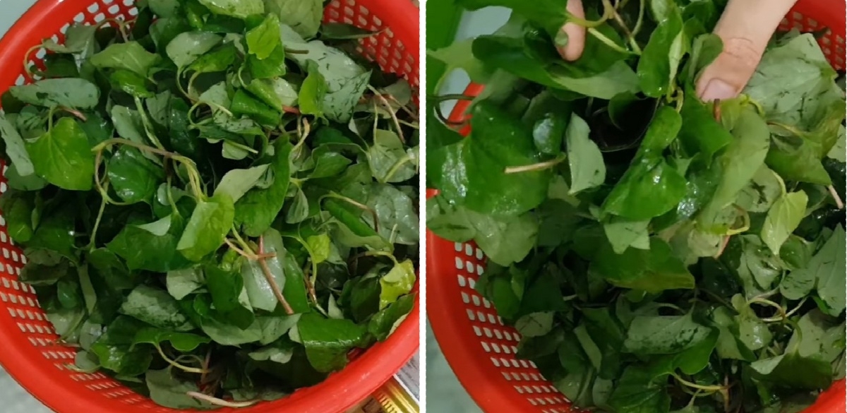 nước rau diếp cá - hình 2