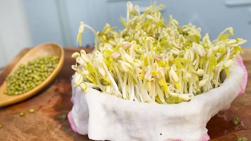 cách bảo quản giá đỗ 4
