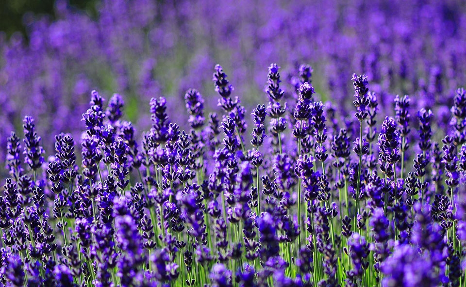 Cây oải hương (Lavender)