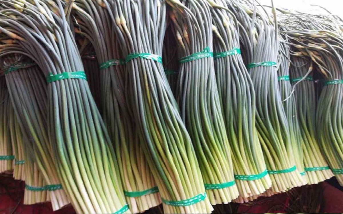 ngồng tỏi - hình 1