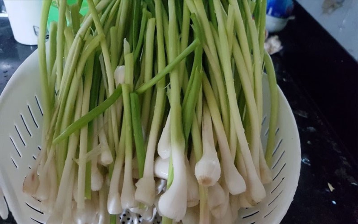 ngồng tỏi - hình 5