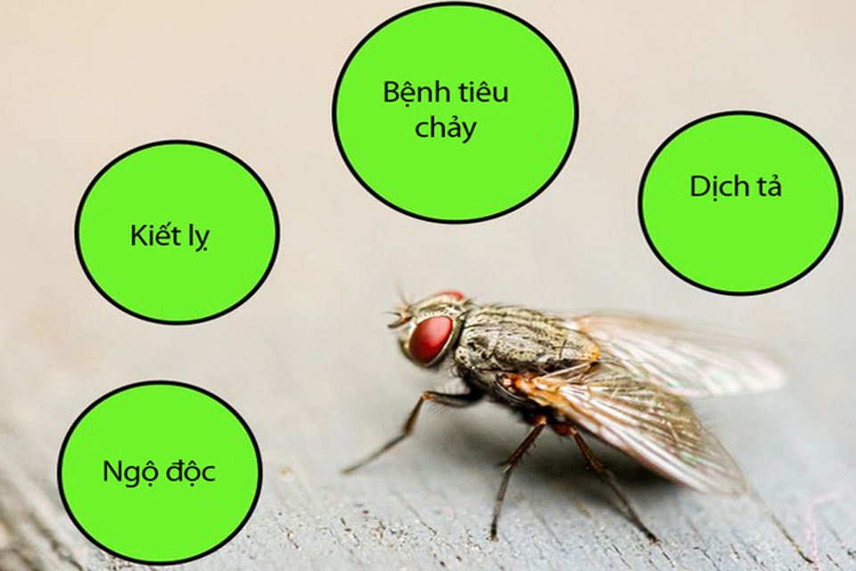 Ruồi giấm gây nhiều ảnh hưởng xấu đến sức khỏe con người.