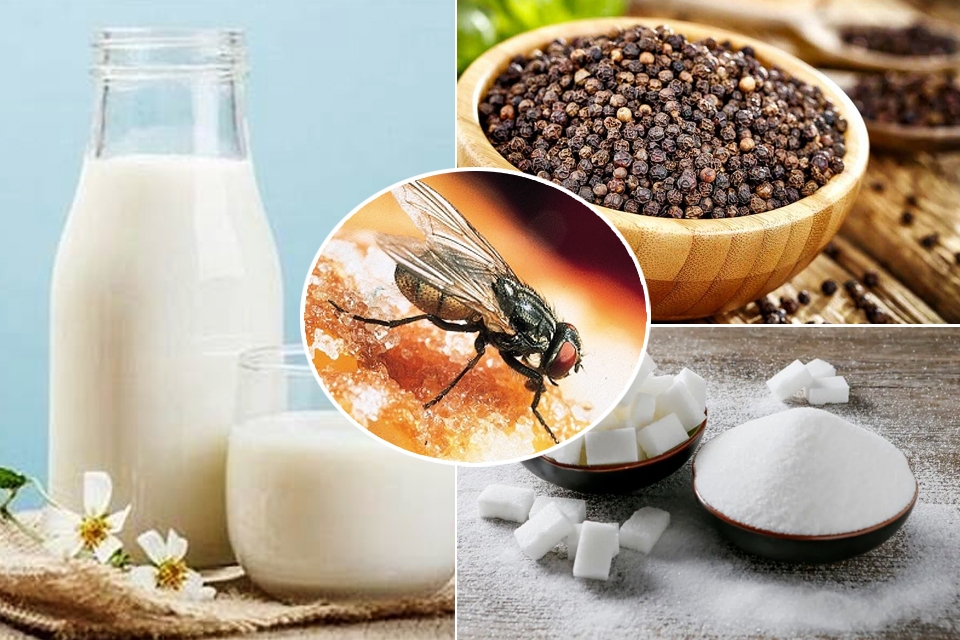 Cách diệt ruồi giấm bằng sữa tươi, hạt tiêu và đường.
