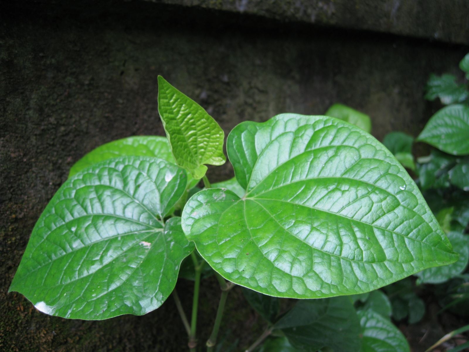 Bún chả lá lốt (Hình 2)