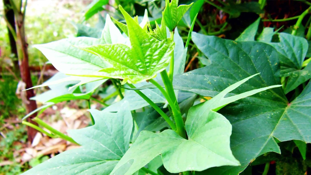 Rau khoai lang bao nhiêu calo (Ảnh 1)