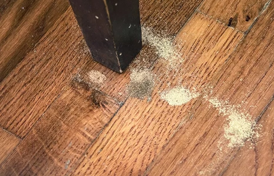 Cách diệt mối bằng muối (ảnh 1)