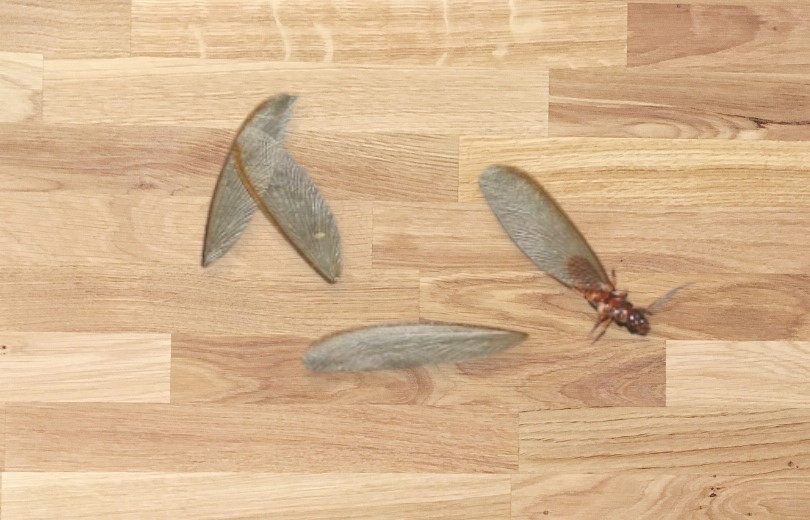 Cách diệt mối bằng muối (ảnh 3)