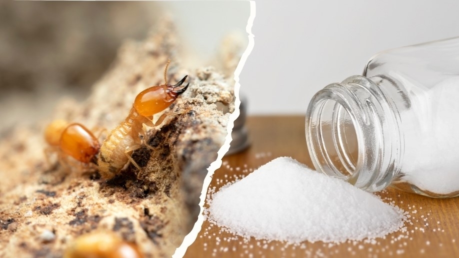 Cách diệt mối bằng muối (ảnh 6)