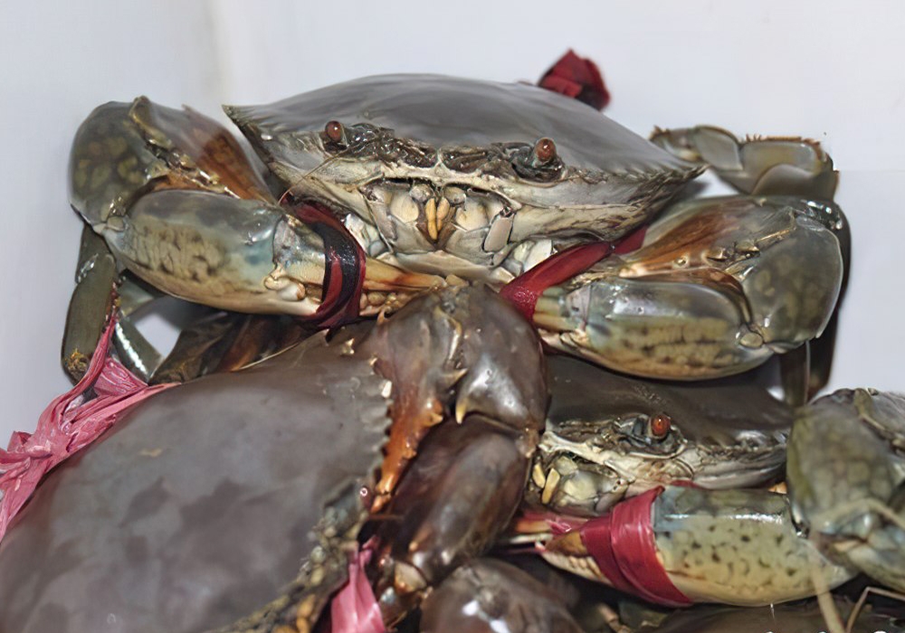 cách giữ cua sống lâu trong tủ lạnh - hình 2