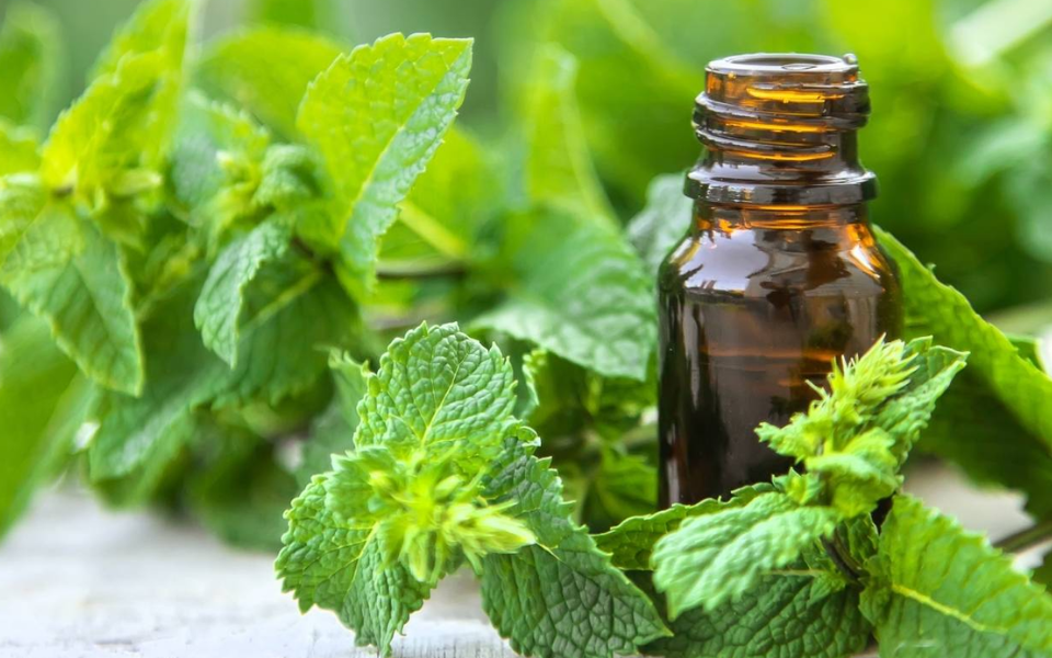 Diệt kiến lửa bằng dầu peppermint