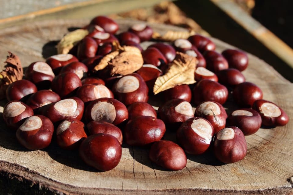 Cách bảo quản hạt dẻ đã rang chín 1