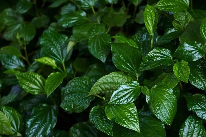 Cách diệt ruồi vàng - 4