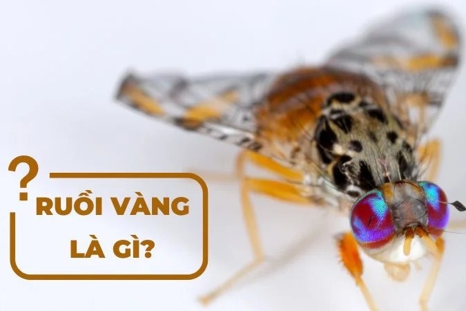 Cách diệt ruồi vàng - 1