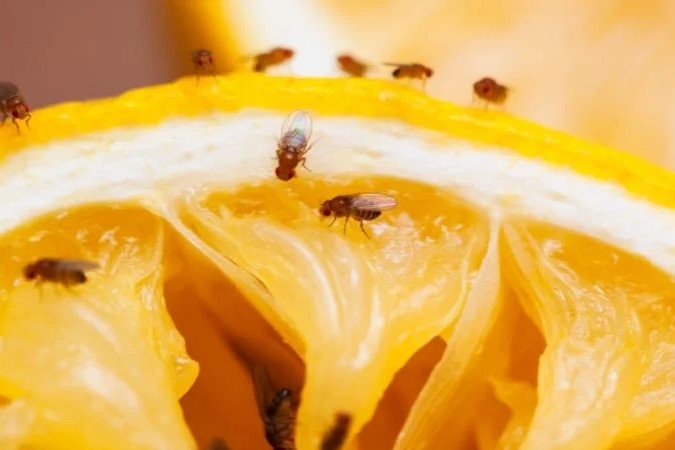 Cách diệt ruồi vàng - 3