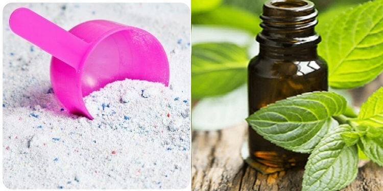 Cách đuổi chuột bằng bột giặt (Hình 5)