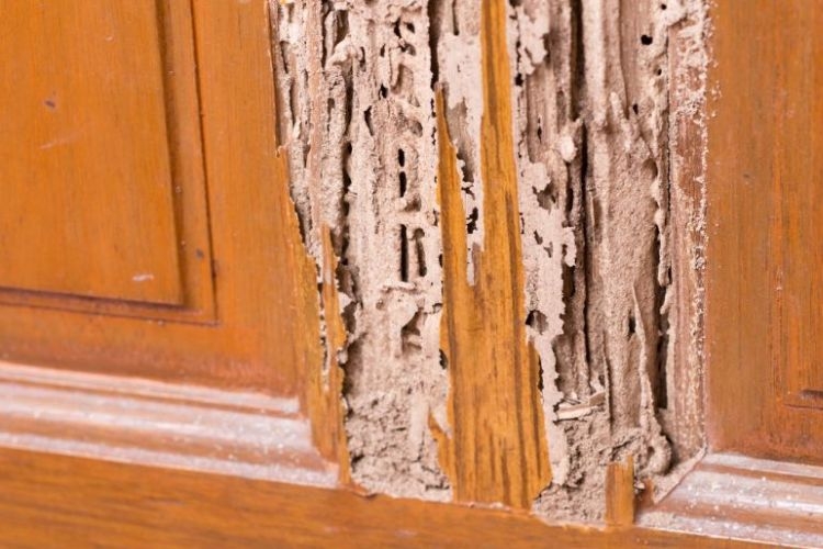 Dấu hiệu đồ gỗ bị mối mọt
