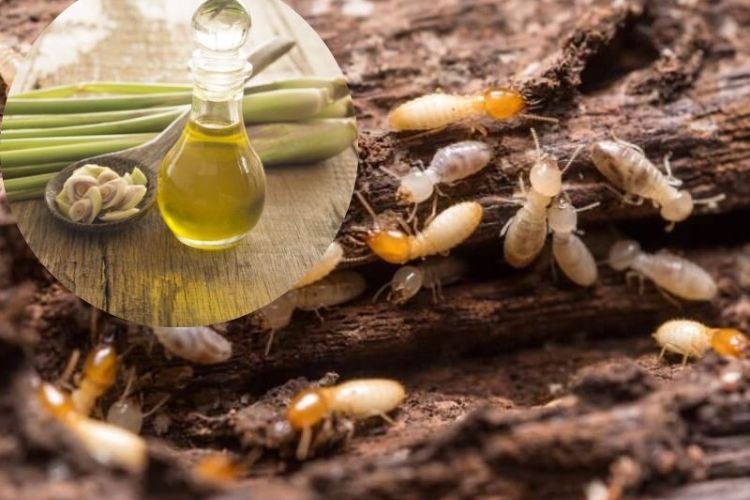 Sử dụng tinh dầu xả để diệt mối mọt