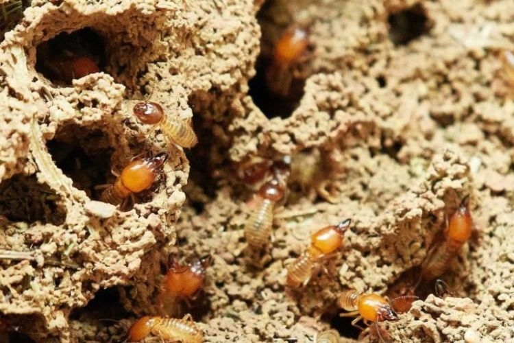 Sử dụng dầu hỏa