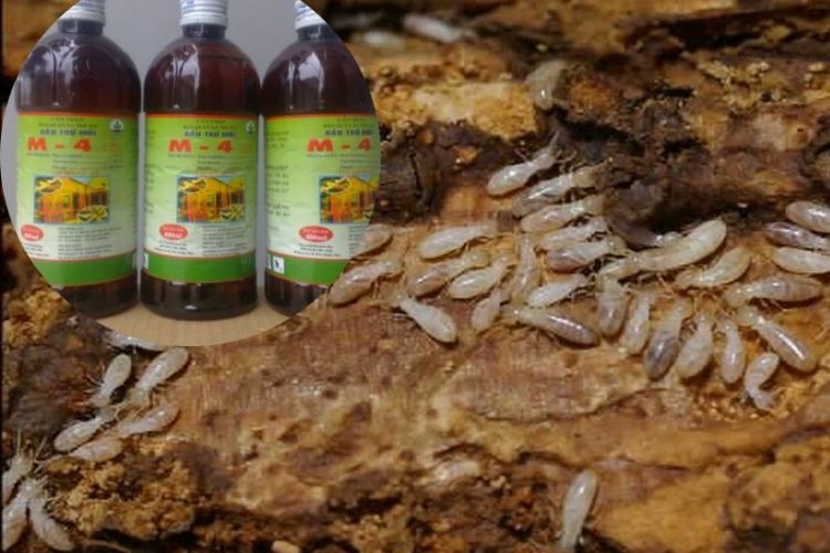 Sử dụng thuốc diệt mối mọt gỗ chuyên dụng