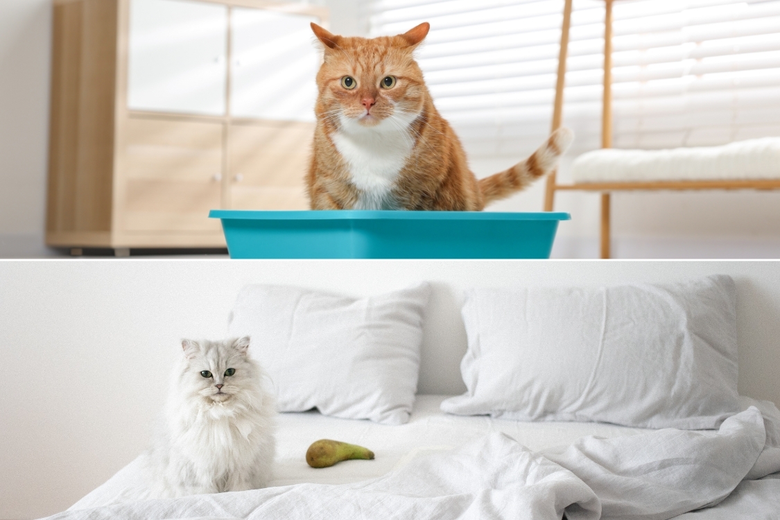 Ảnh bìa Facebook mèo dễ thương