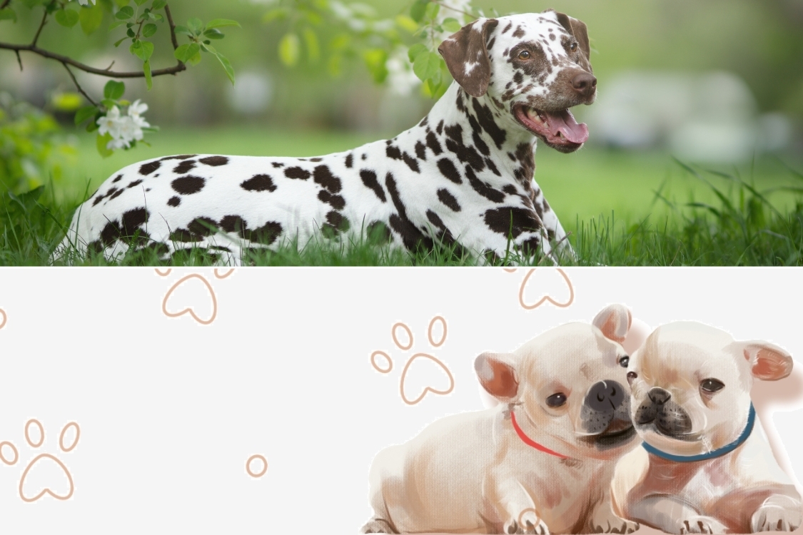 Ảnh bìa Facebook chó