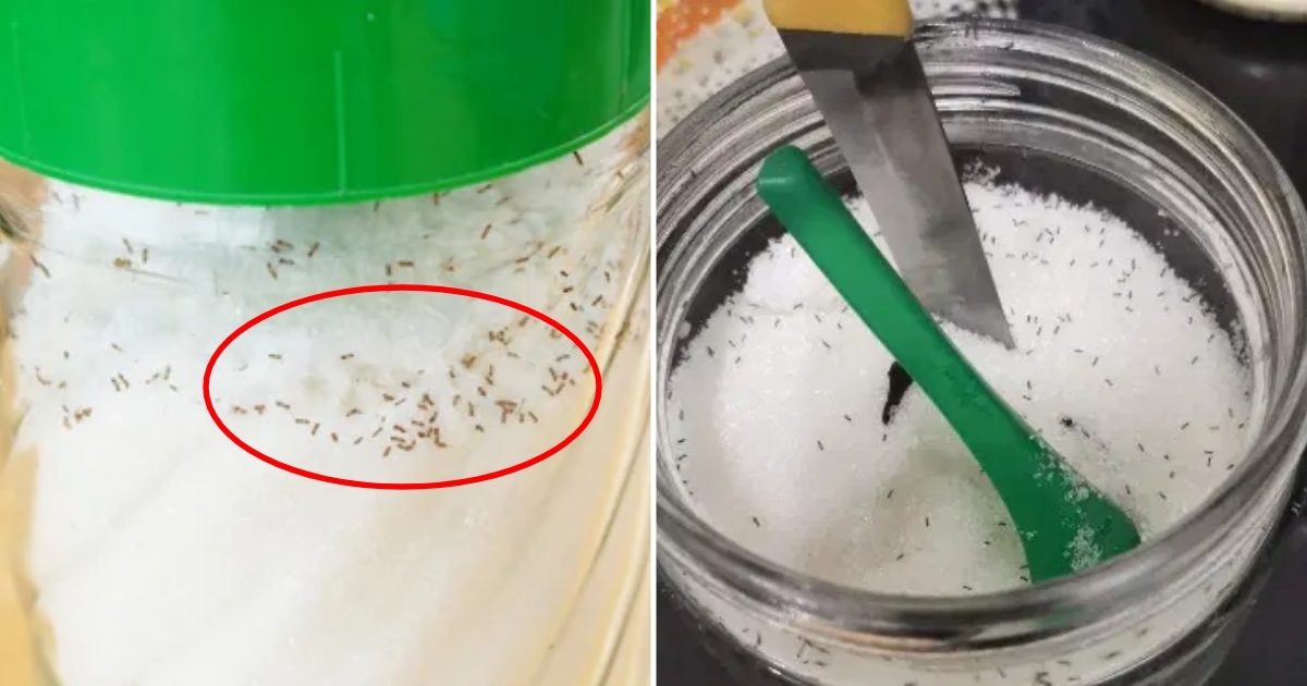 C&aacute;ch đuổi kiến ra khỏi đường v&agrave; ngăn kiến quay trở lại hiệu quả