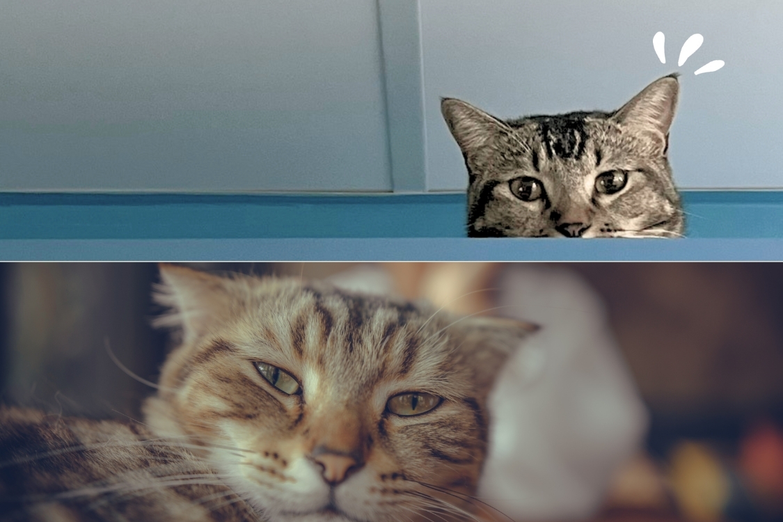 Ảnh bìa Zalo động vật